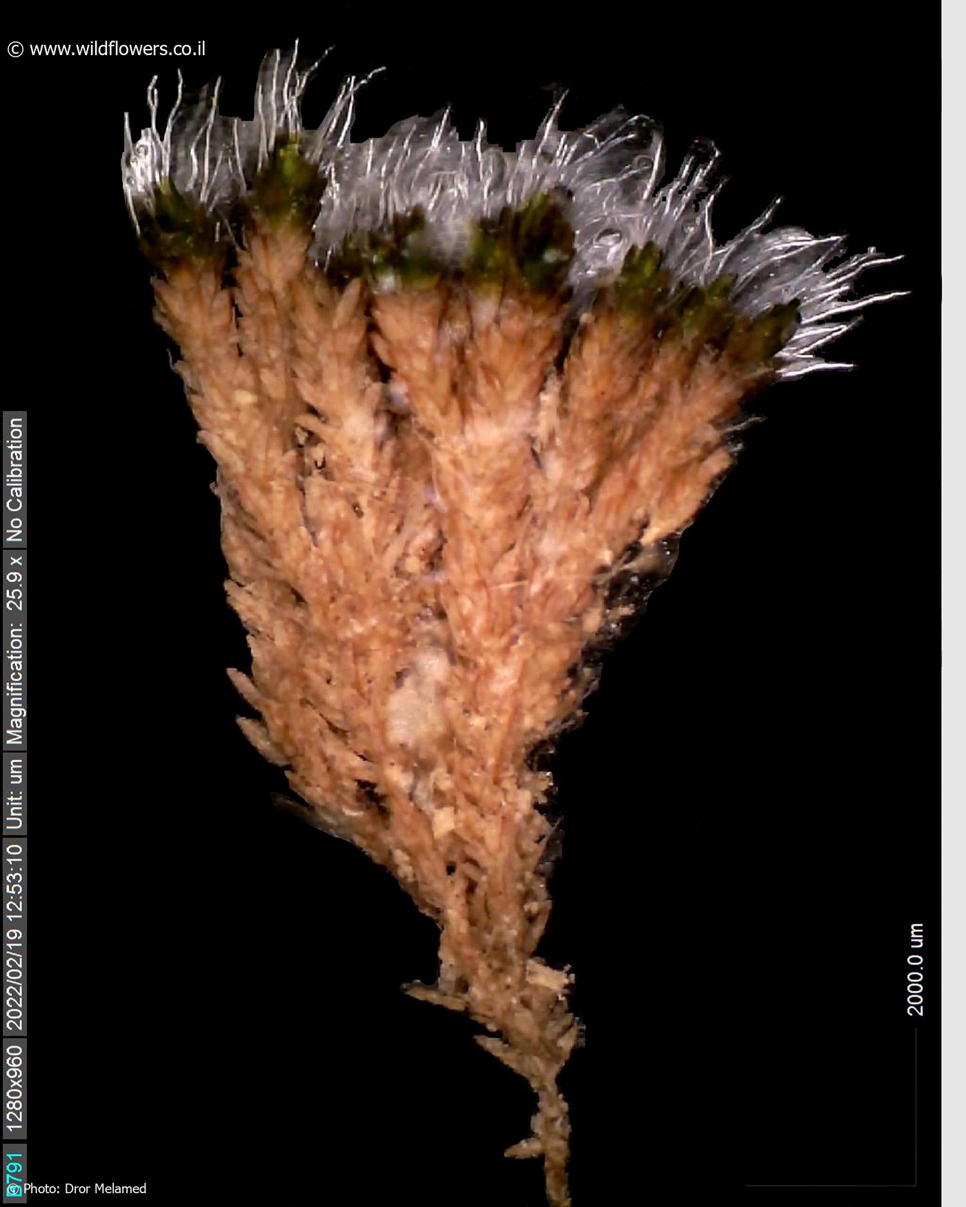 Grimmia crinita